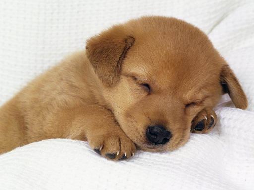 assicurazione cane